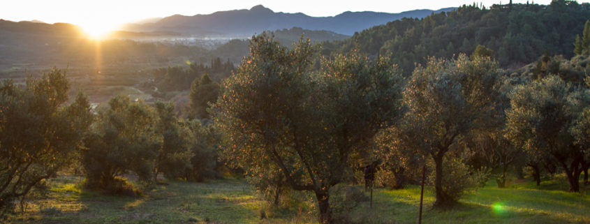 Oliven Region Elis am Morgen