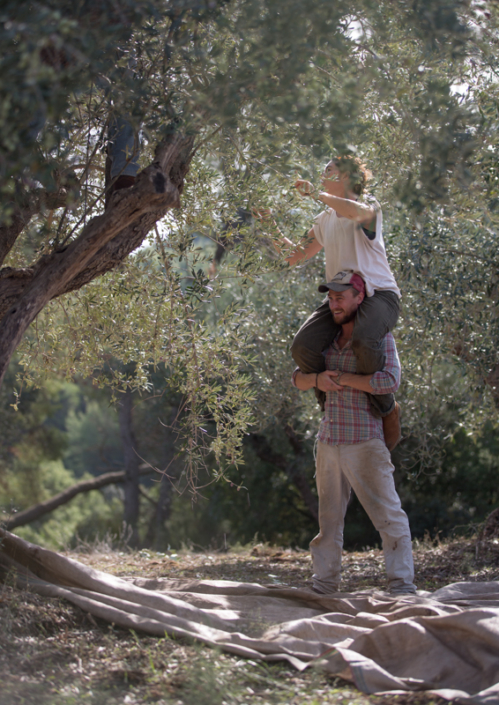 Ophelia und Phil beim Ernten von Kalamata Oliven