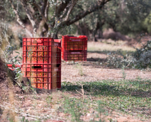Die Oliven werden sofort nach der Ernte in Kisten zur Presse transportiert.