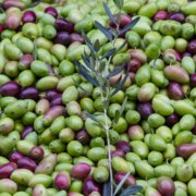 Die Oliven für Aiolos Faires Olivenöl werden frühreif geerntet.