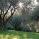 zertifiziertes Bio-Olivenöl