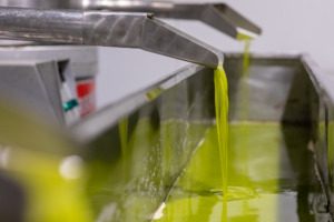 Verkostung der Olivenöl Ernte 2020